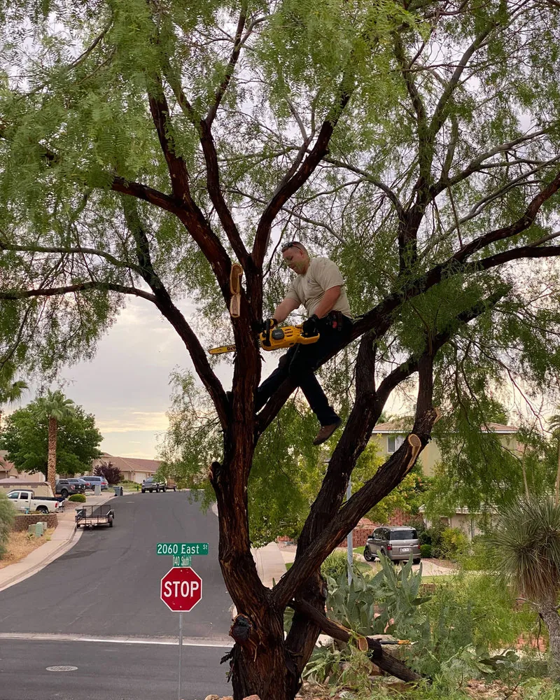 Viking Solutions project: Tree Removal